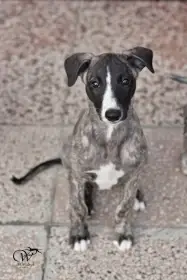 Whippet s PP