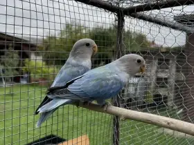 Agapornis růžohrdlý