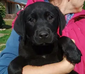 Labradorský retriever s PP