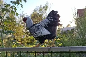 Kohouti Wyandotky