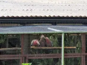 Kakadu růžový pár