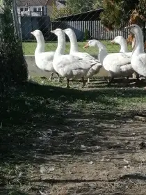 Husy na chov nebo konzumaci