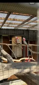 Kakadu ruzovy