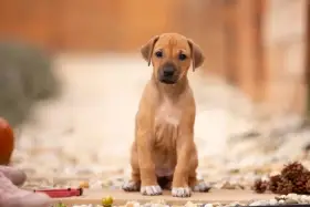 Rhodéský ridgeback štěňátka s PP