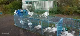 Výletky koburského skřivana stříbrného pruhového