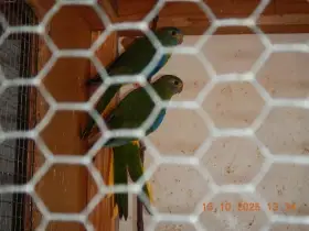 Prodám neofémy tyrkysové