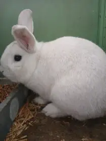 Prodám králíky Ččp