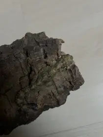 Ptychozoon kuhli 2.0 CB 2024