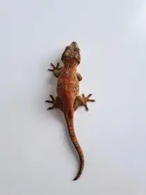 Rhacodactylus auriculatus