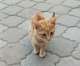 Nabízím rezavého kocourka k adopci