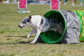 tatínek Artyčok Čertův kvítek