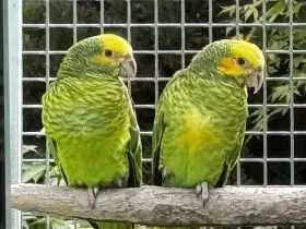 Amazoňané