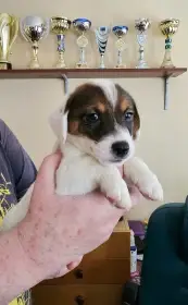 Prodám štěně (pejska) Jack Russell teriéra s PP