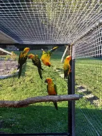 Aratinga slunecni