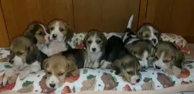 Beagle / bígl s PP