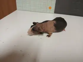 Prodám skinny morčata