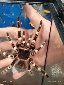 Acanthoscurria geniculata