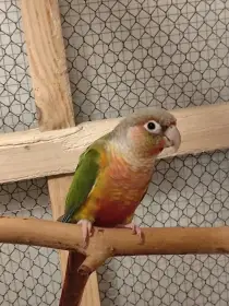 Vyměním samici pyrury Zelenolici