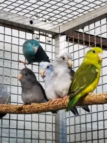 Papoušíček šedokřídlý 2025 KLADNO 1.11.2025