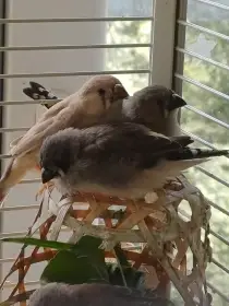 Zebřičky – věk 2 měsíce