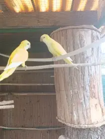 Mníšek šedý lutino