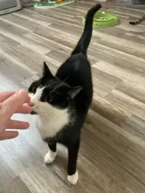 Šarlotka čeká v útulku na laskavou náruč