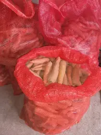 Krmná řepa a mrkev na krmení