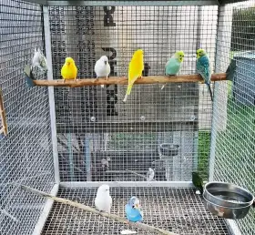 Andulka vlnkovaná TCB modrá řada, žlutá krajková