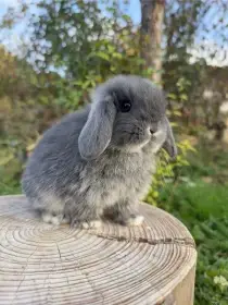 Minilop zakrslý beránek