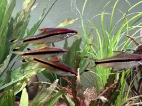 Parmička Denisonova