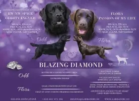 Štěňátka Labrador Retriever s PP, černá a čokoládová