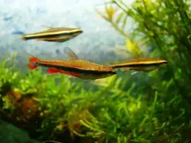 Drobnoústka Beckfordova Red