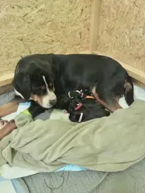 Velký svýcarský salašnický pes