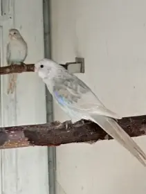 Rosela pestrá modrá straka