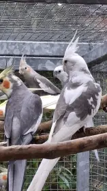 Korela bělohlavá straka samec