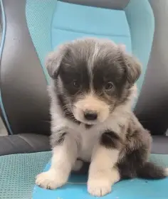 Štěňata bez pp, typ border kolie