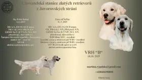 Štěňata Golden retriever - zlatý retrívr - fenka s průkazem původu