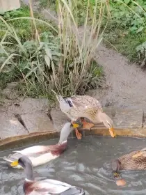 Prodám pár indických běžců