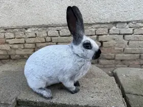 Samice Francouzský střibřitý