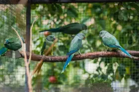 Alexandr holubí - nepřibuzný pár