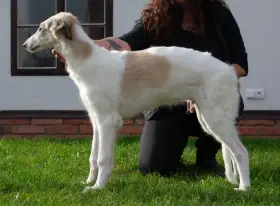 Barzoj ruský chrt s pp