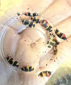 Ardentiella sp tricolor