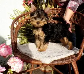 Jorkšírský terrier s PP