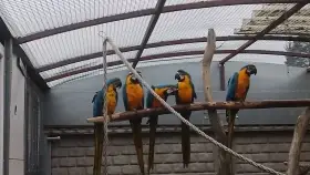 Ara ararauna, letošní mladé.