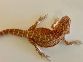 Agama vousata - Hypo het Trans