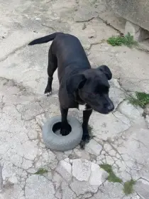 Aktivní hodná 2 letá fenka Labradord x Stafford