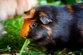 Morčátka hledají domov