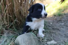 Štěňata Border kolie