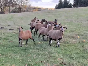 Kamerunské bahnice.