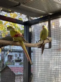 Papoušek horský pastel